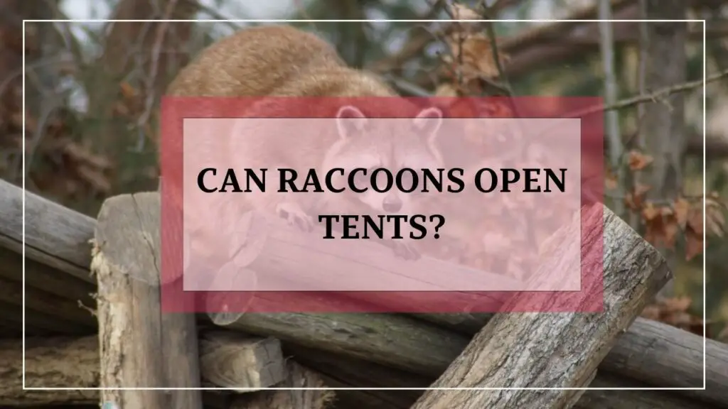 Can Raccoons Open Tents? featured image