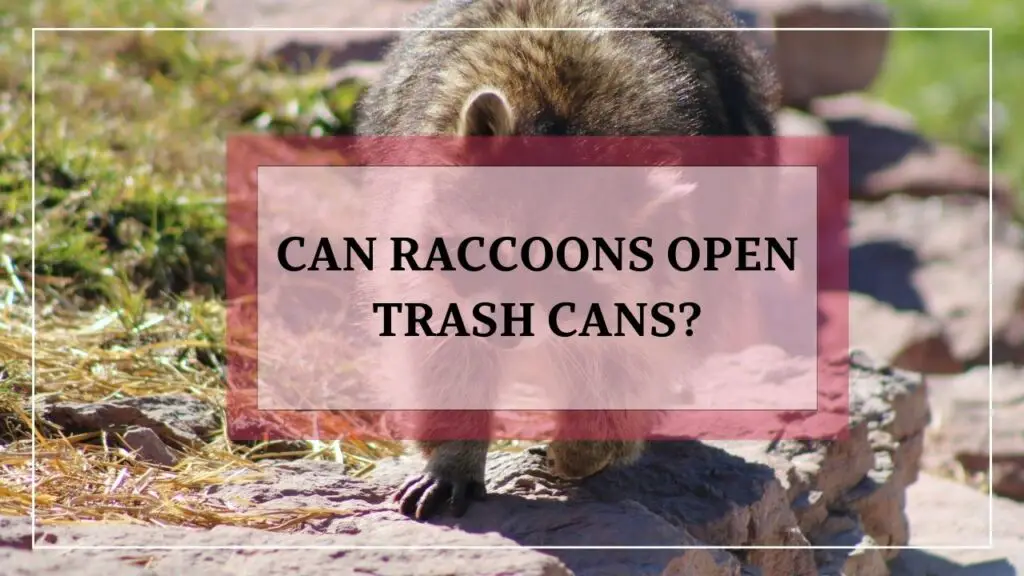 Can Raccoons Open Trash Cans? featured image