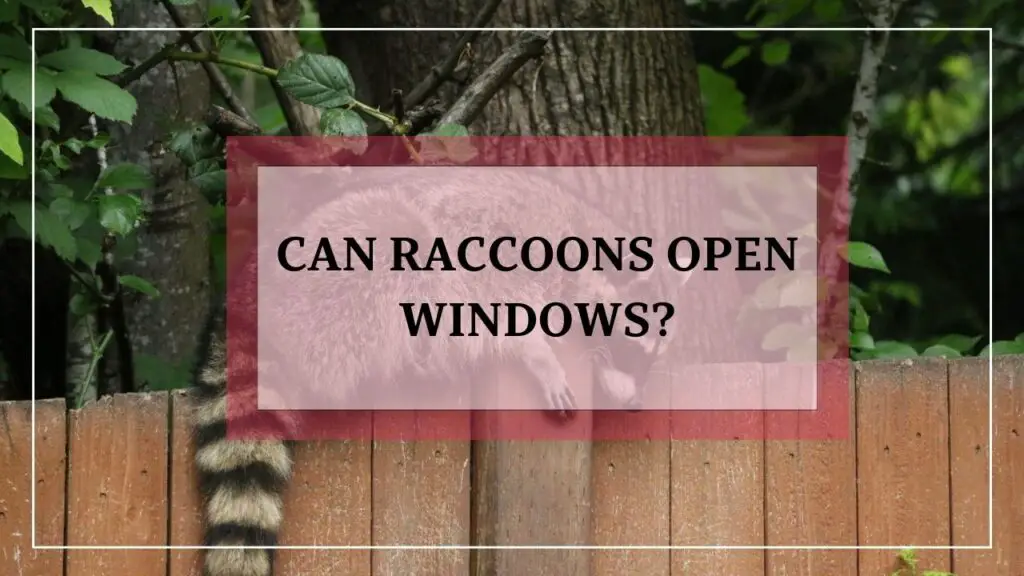 Can Raccoons Open Windows? featured image