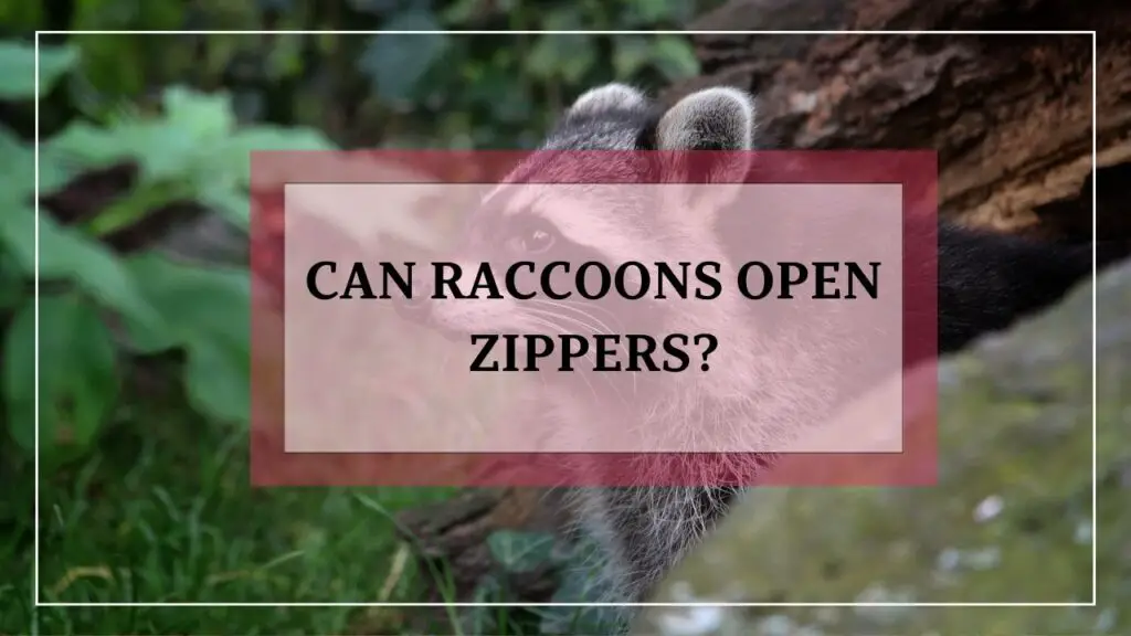 Can Raccoons Open Zippers? featured image