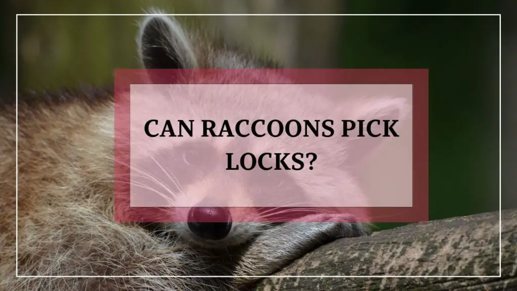 Can Raccoons Pick Locks? featured image