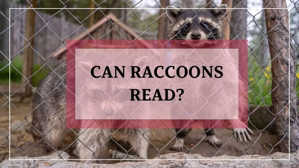 Can Raccoons Read featured image