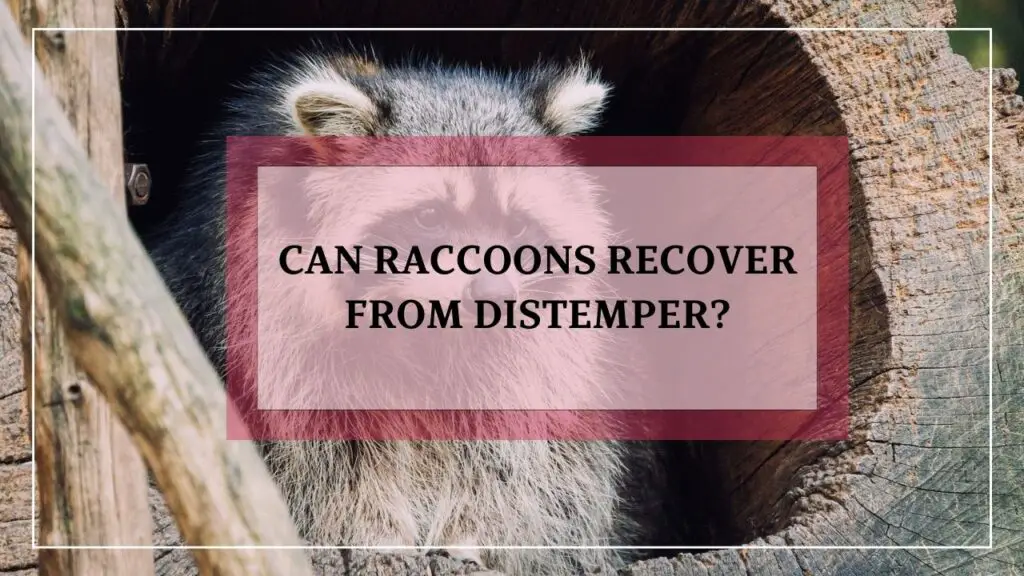 Can Raccoons Recover From Distemper featured image