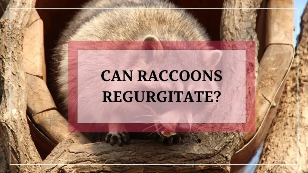 Can Raccoons Regurgitate featured image