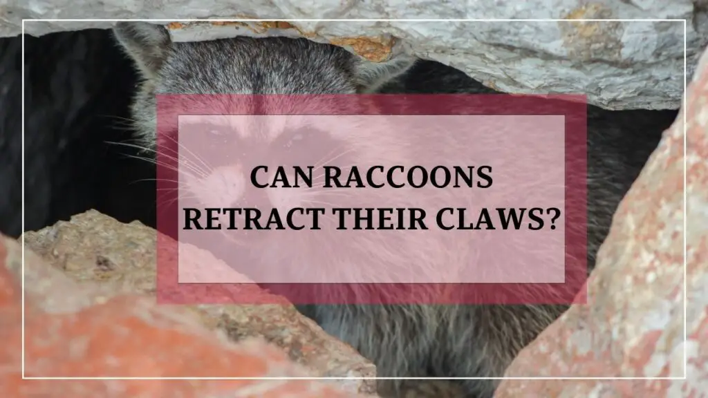 Can Raccoons Retract Their Claws featured image