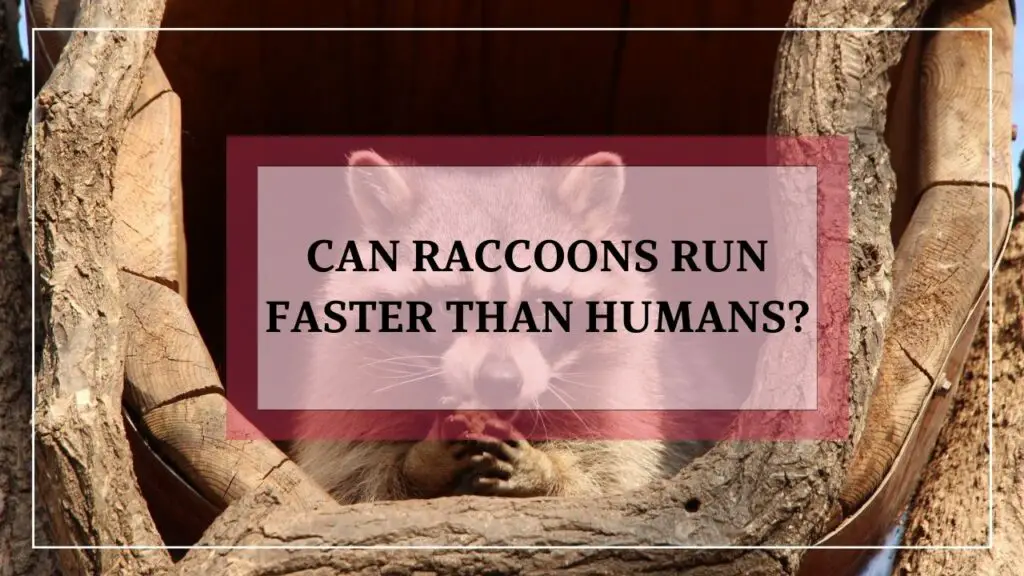 Can Raccoons Run Faster Than Humans? featured image