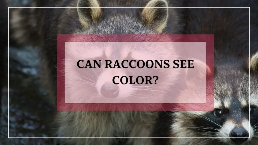 Can Raccoons See Color featured image