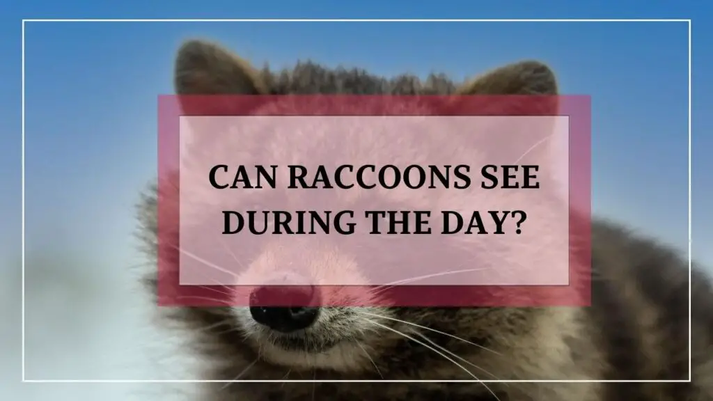 Can Raccoons See During The Day? featured image