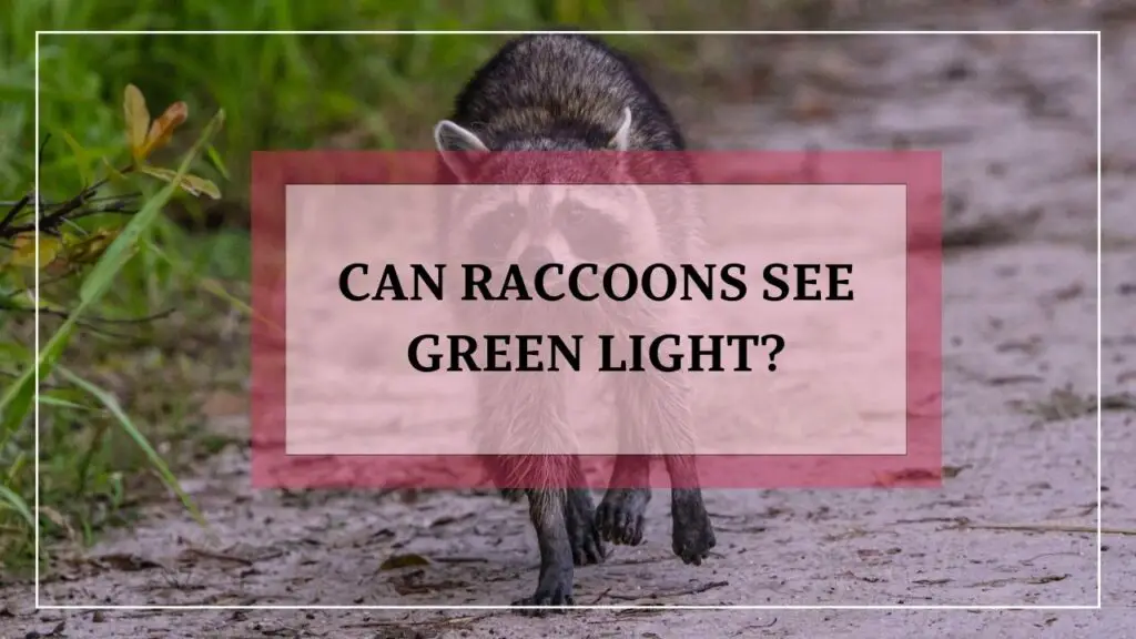 Can Raccoons See Green Light featured image