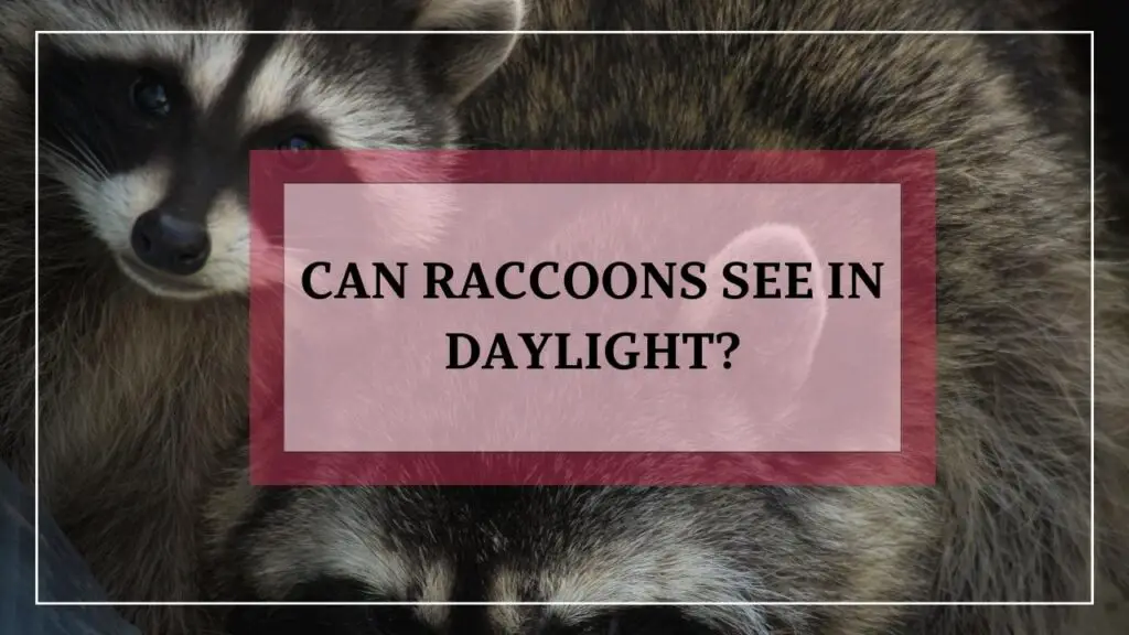 Can Raccoons See In Daylight? featured image