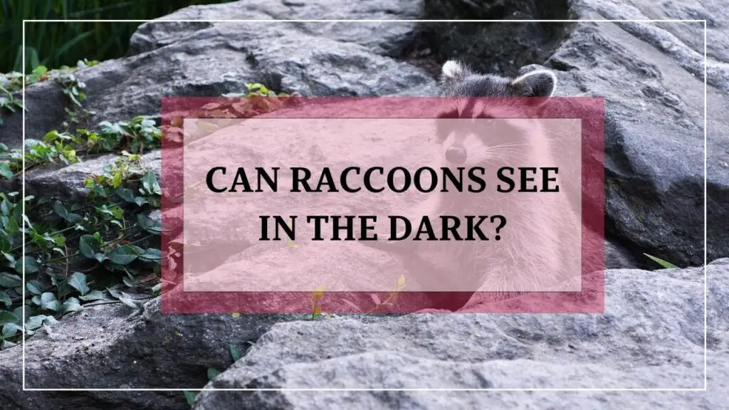 Can Raccoons See In The Dark? featured image