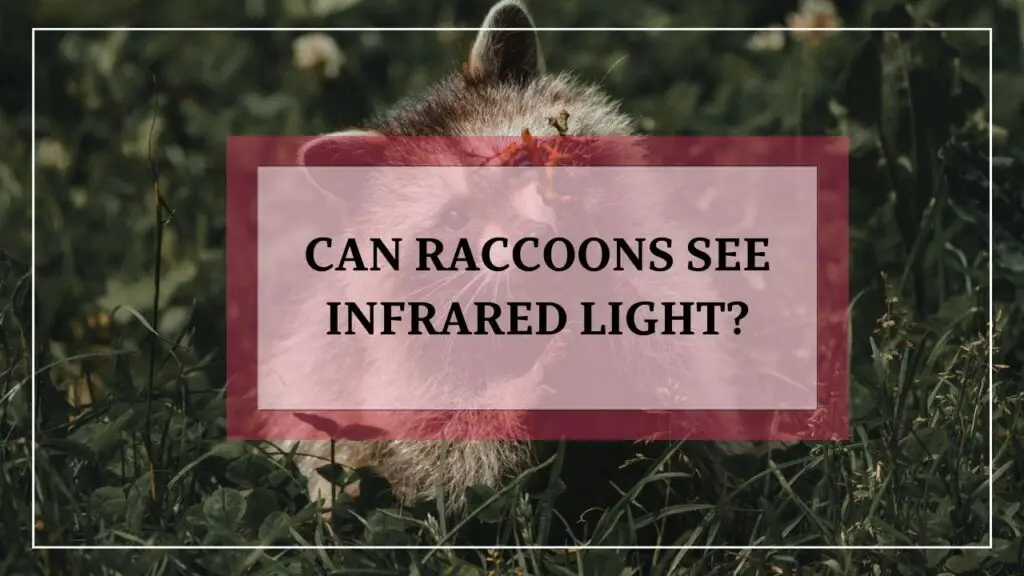 Can Raccoons See Infrared Light featured image