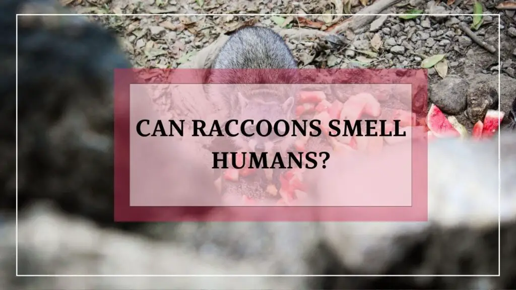 Can Raccoons Smell Humans featured image