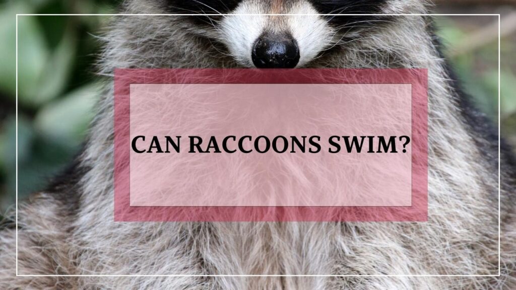 Can Raccoons Swim? featured image