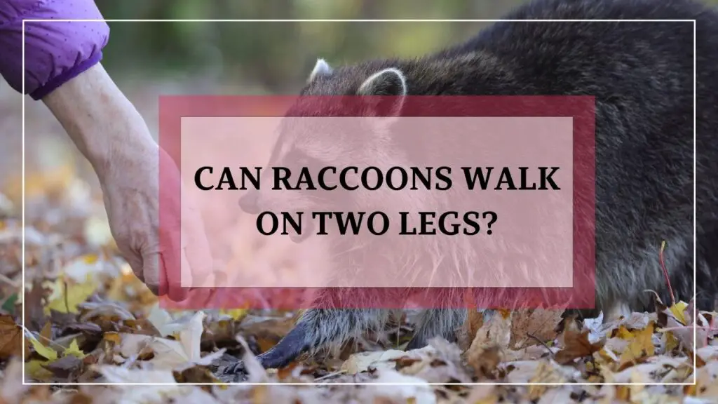 Can Raccoons Walk On Two Legs featured image