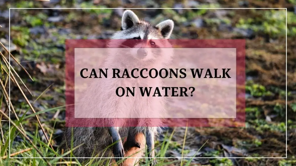 Can Raccoons Walk On Water featured image