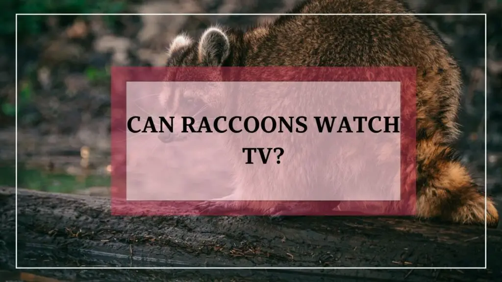 Can Raccoons Watch Tv featured image