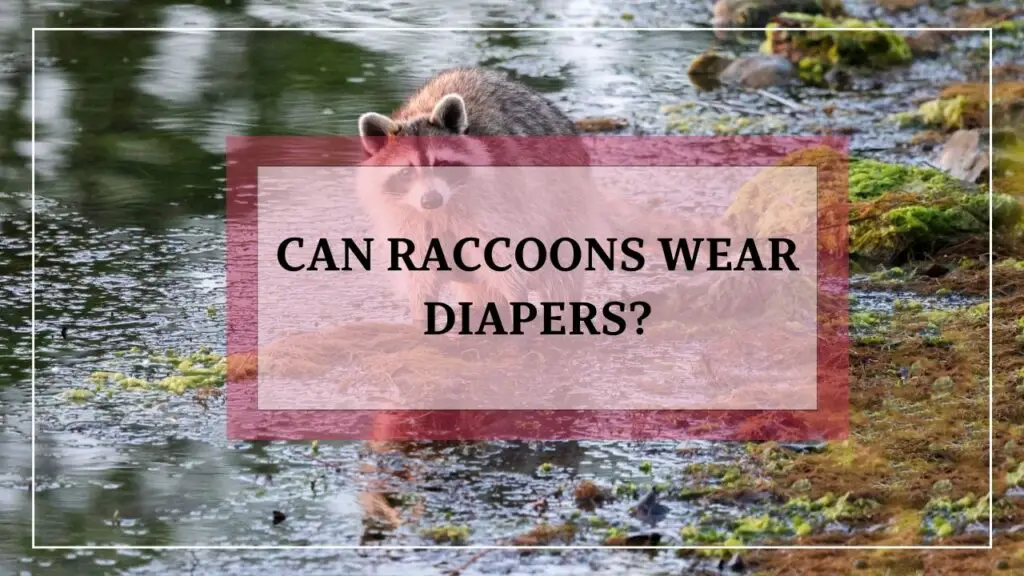 Can Raccoons Wear Diapers featured image