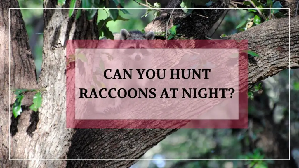 Can You Hunt Raccoons At Night? featured image