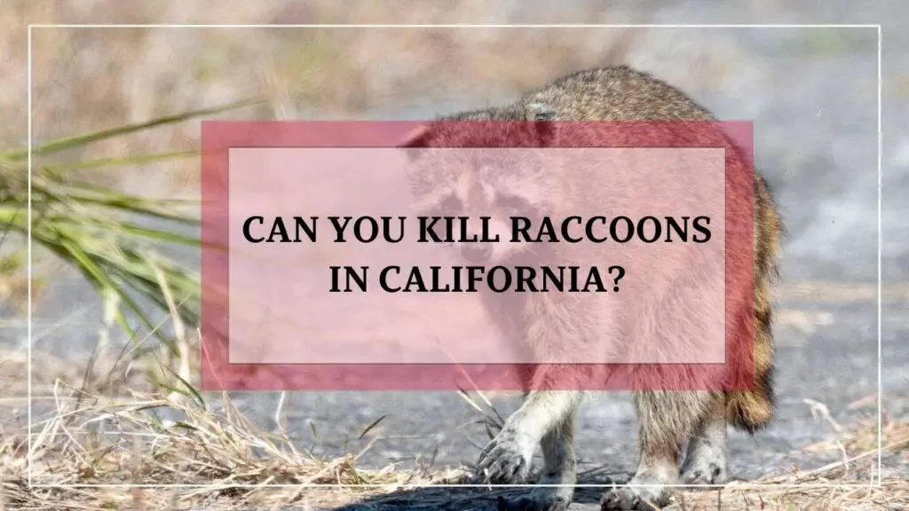 Can You Kill Raccoons In California? featured image