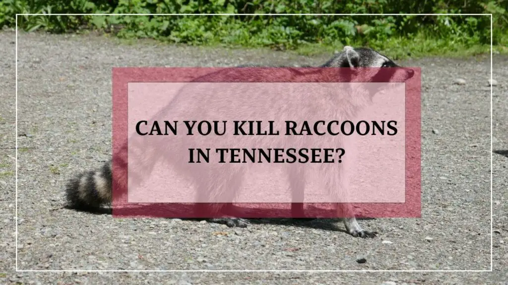 Can You Kill Raccoons In Tennessee? featured image