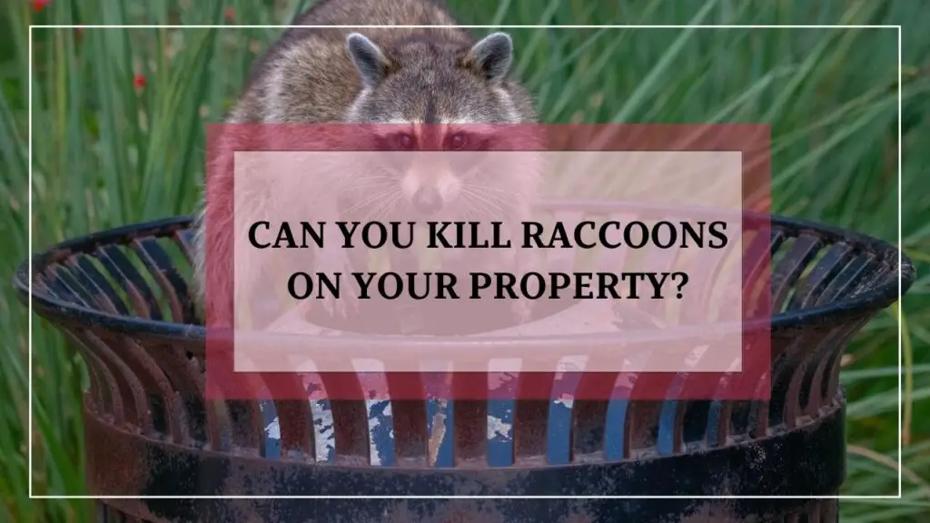 Can You Kill Raccoons On Your Property featured image