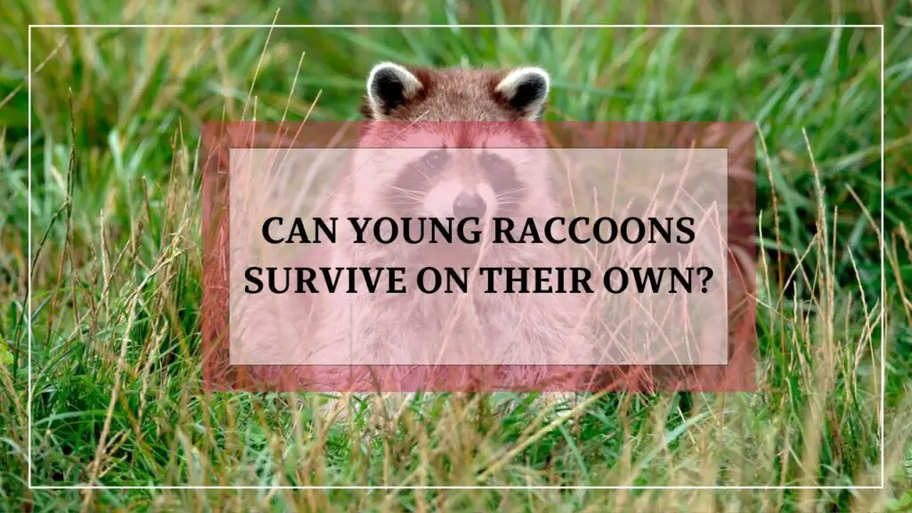 Can Young Raccoons Survive On Their Own featured image