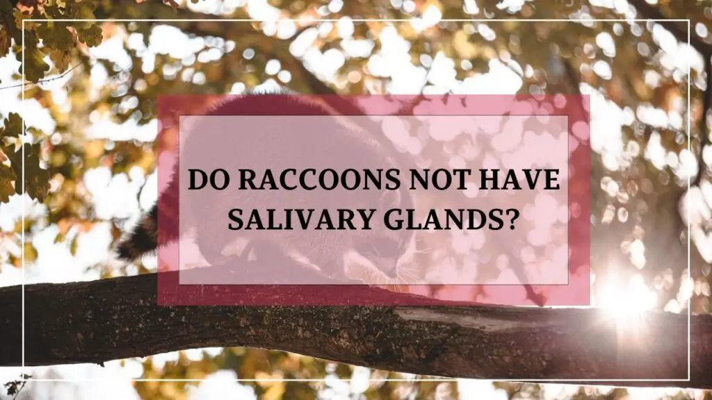 Do Raccoons Not Have Salivary Glands? featured image