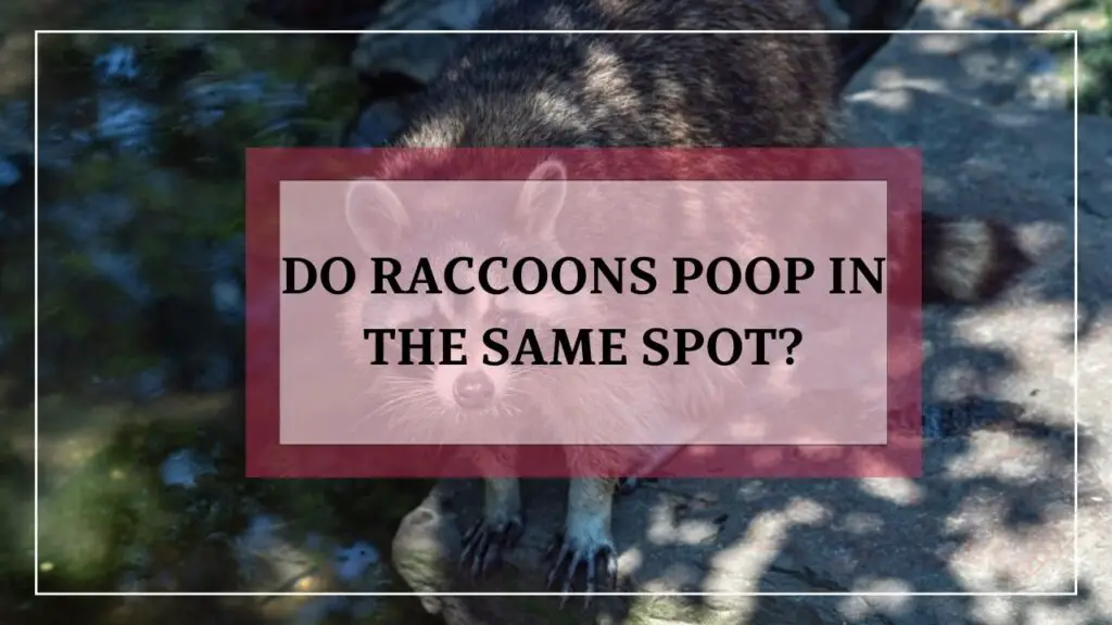 Do Raccoons Poop In The Same Spot? featured image