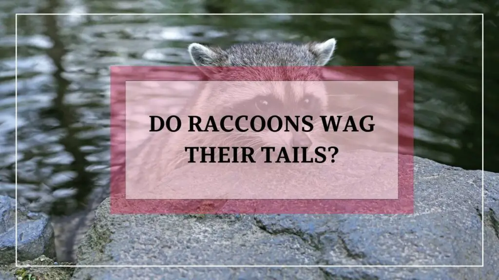 Do Raccoons Wag Their Tails featured image