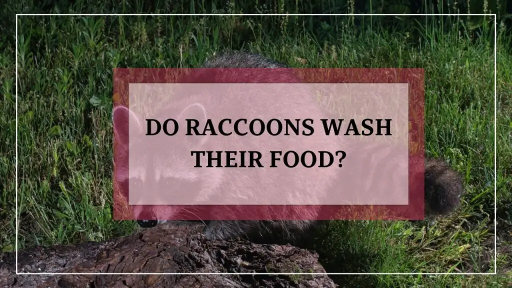 Do Raccoons Wash Their Food featured image