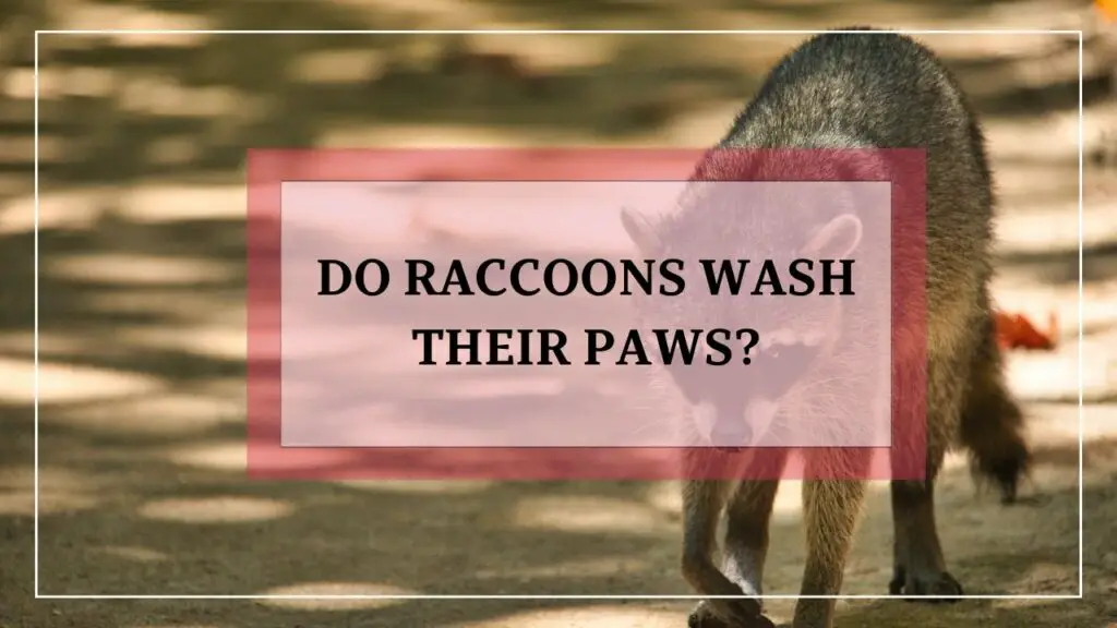 Do Raccoons Wash Their Paws featured image