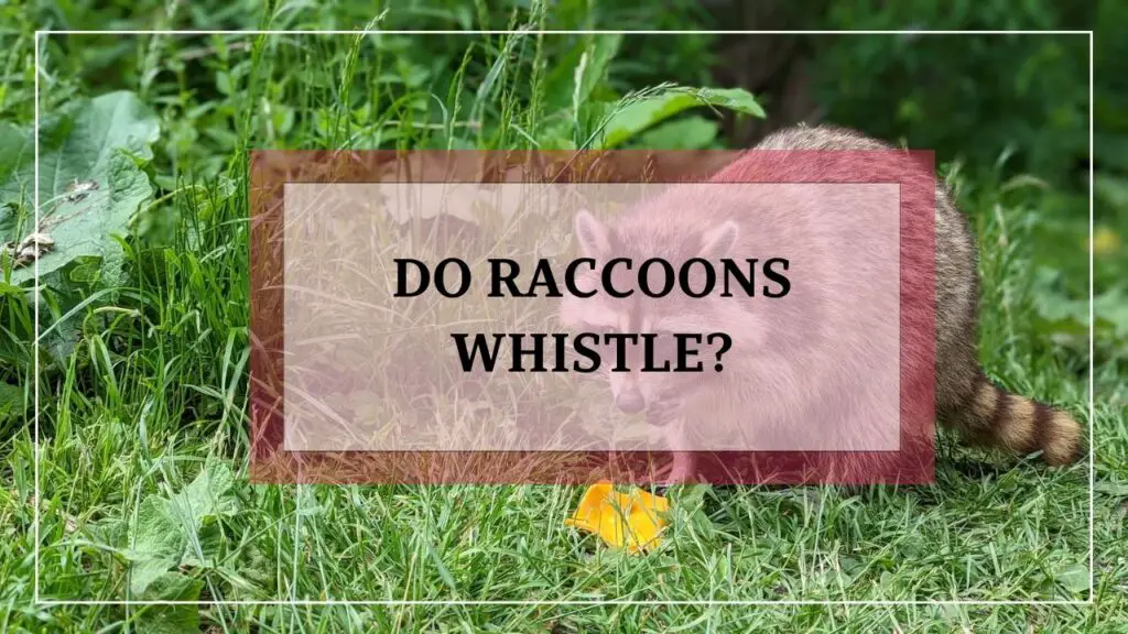 Do Raccoons Whistle featured image