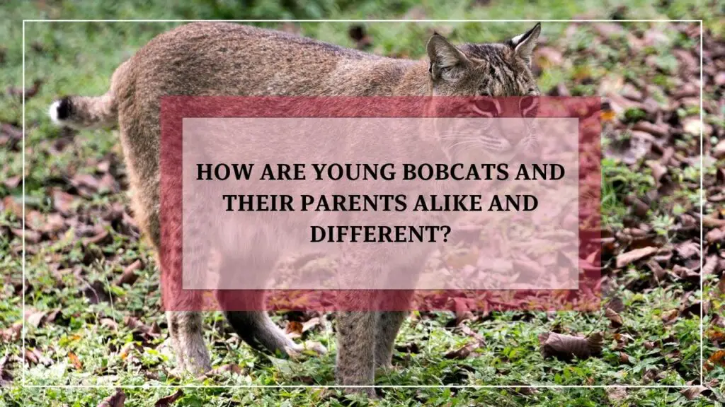 How Are Young Bobcats And Their Parents Alike And Different featured image