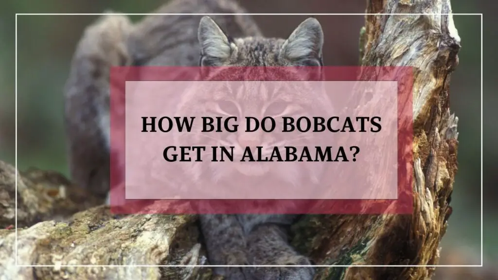 How Big Do Bobcats Get In Alabama? featured image