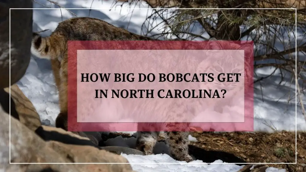 How Big Do Bobcats Get In North Carolina featured image