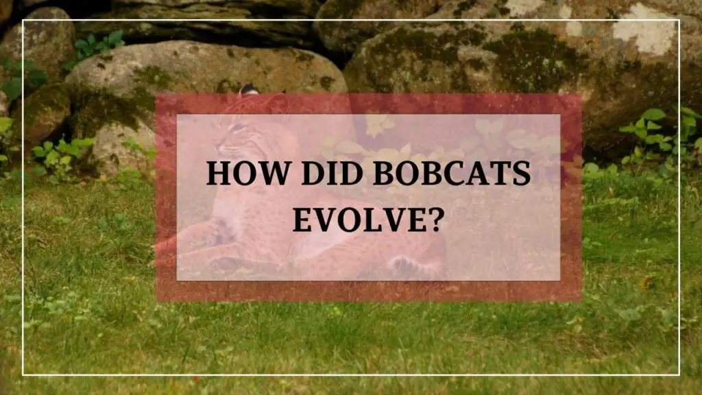 How Did Bobcats Evolve featured image