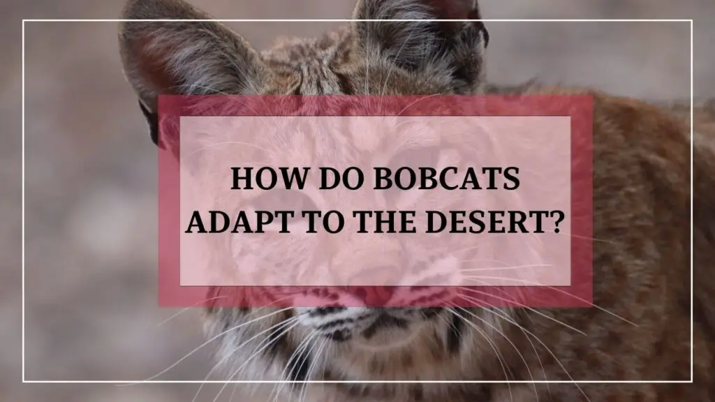 How Do Bobcats Adapt To The Desert? featured image