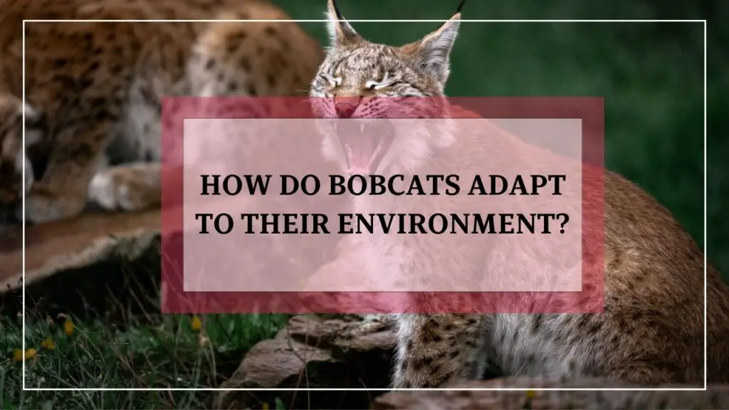 How Do Bobcats Adapt To Their Environment? featured image