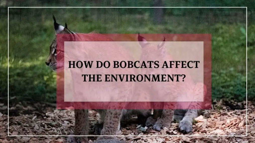 How Do Bobcats Affect The Environment? featured image