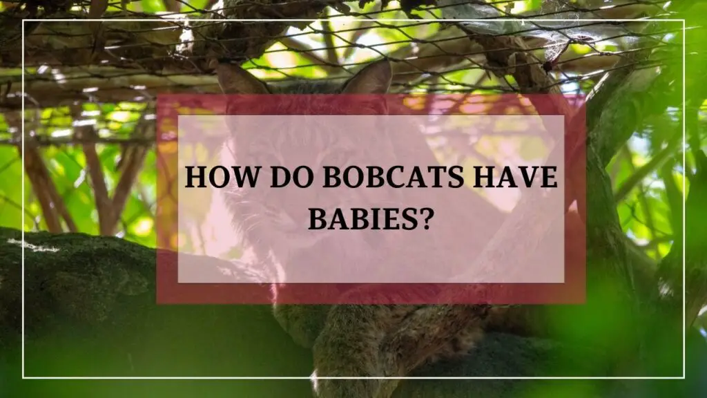 How Do Bobcats Have Babies? featured image