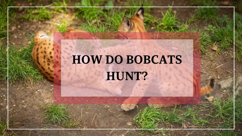 How Do Bobcats Hunt? featured image