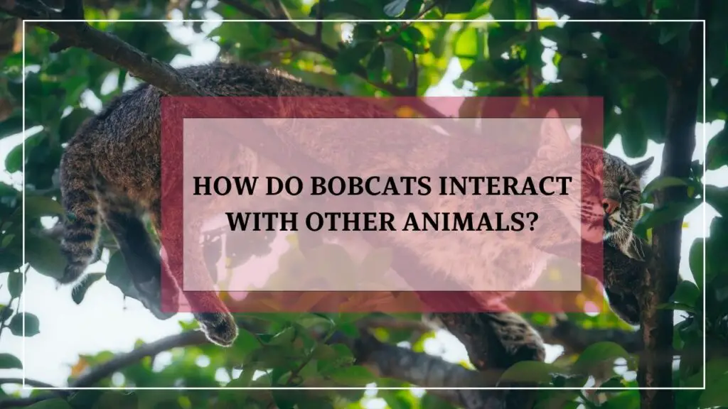 How Do Bobcats Interact With Other Animals featured image