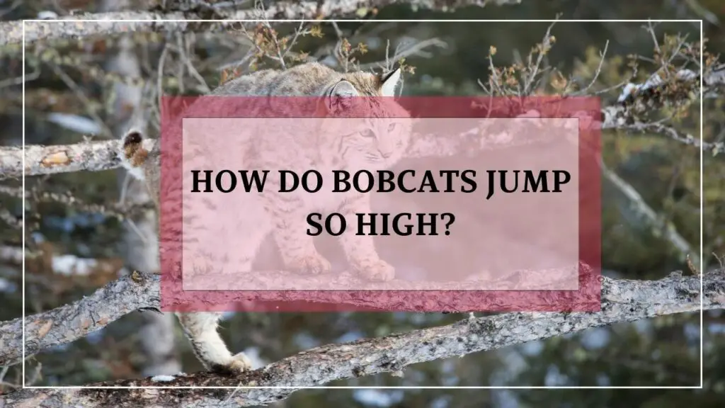 How Do Bobcats Jump So High? featured image