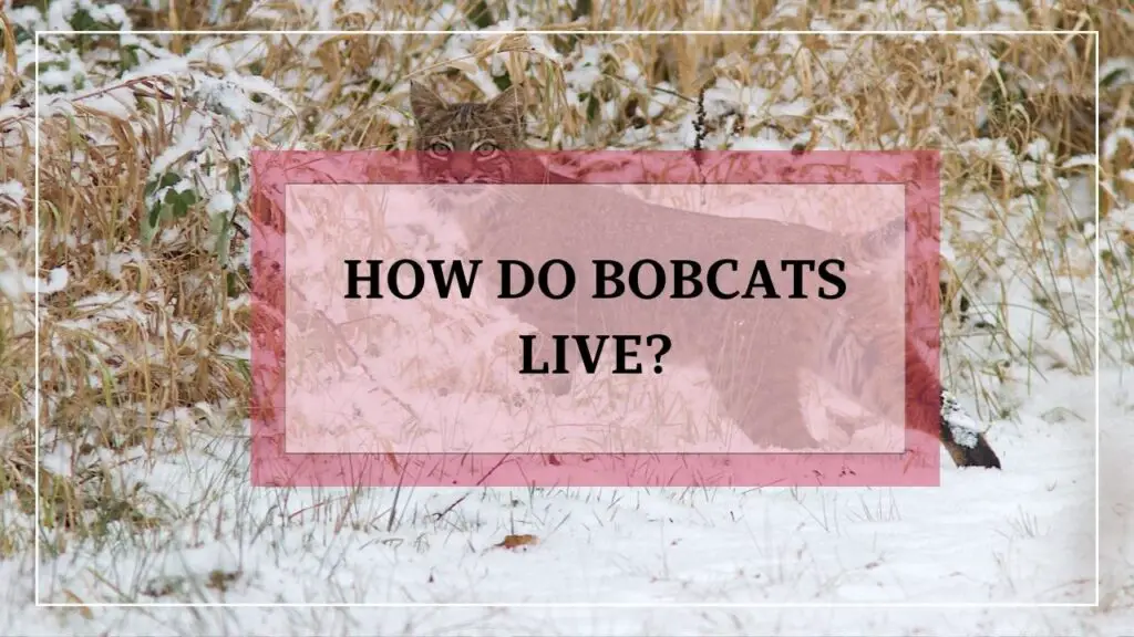 How Do Bobcats Live? featured image