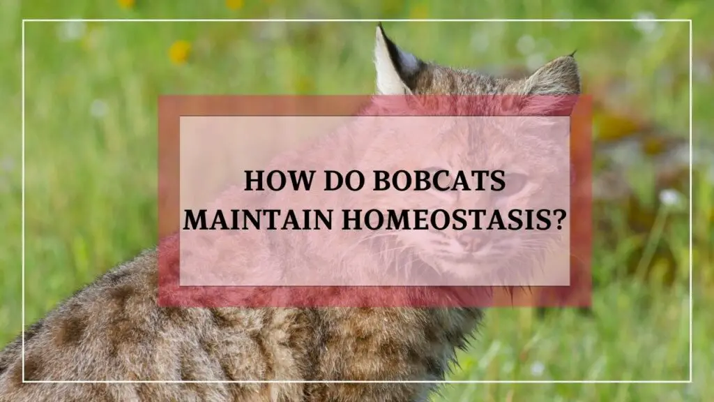 How Do Bobcats Maintain Homeostasis featured image