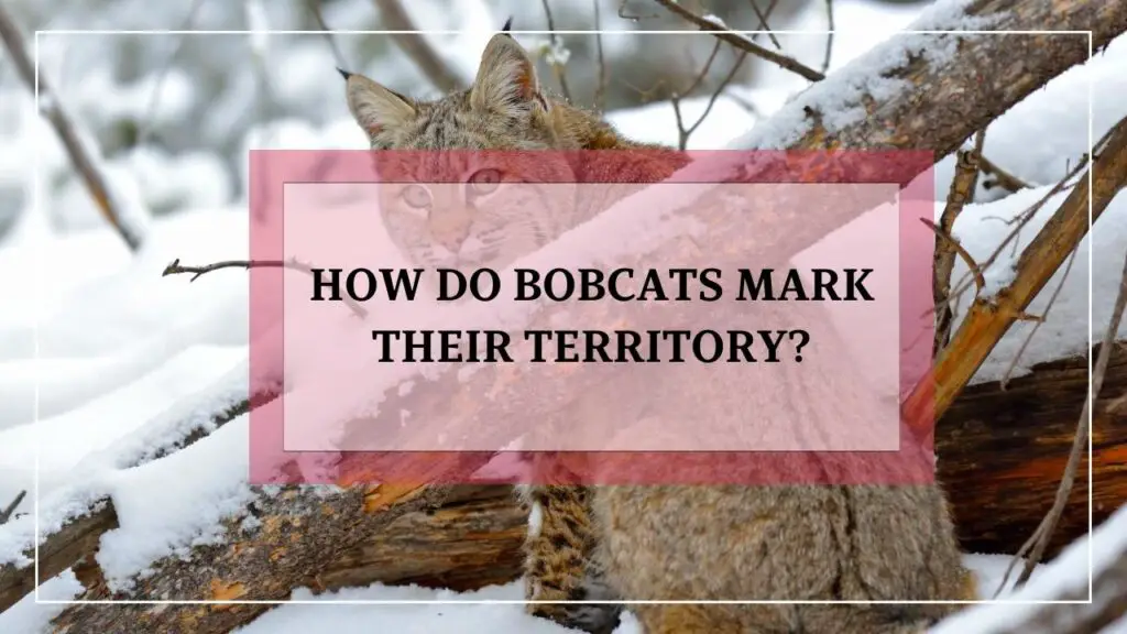 How Do Bobcats Mark Their Territory featured image