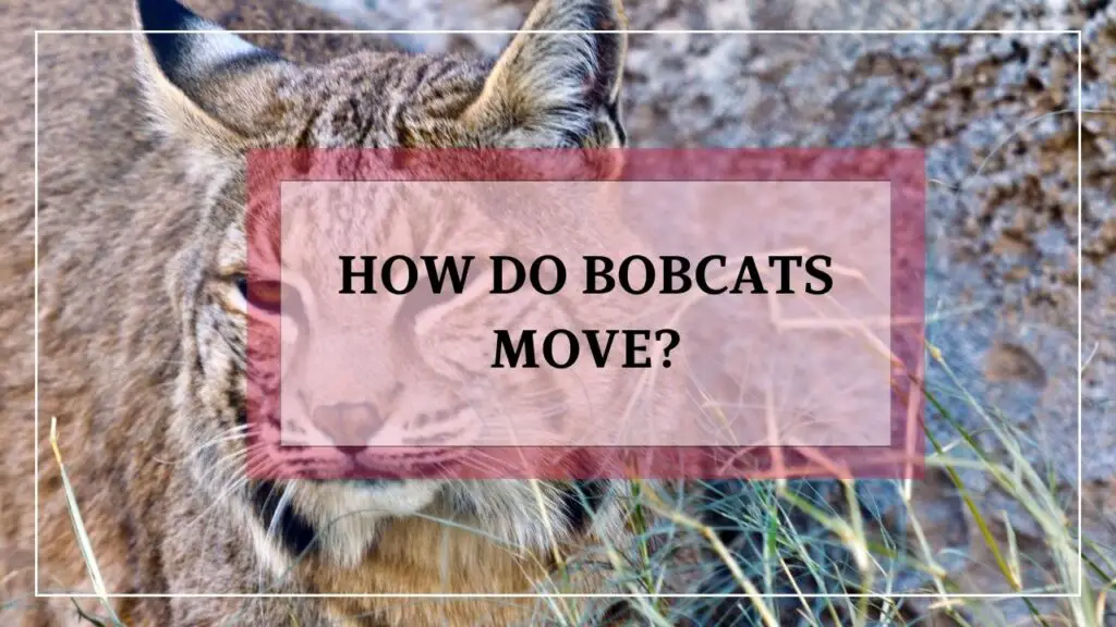 How Do Bobcats Move featured image