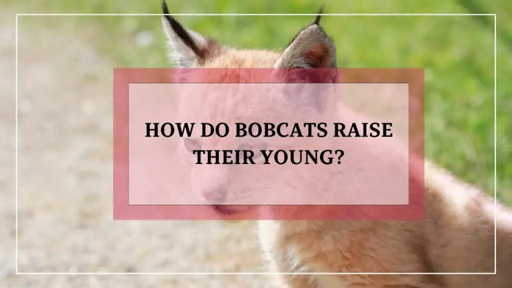 How Do Bobcats Raise Their Young featured image