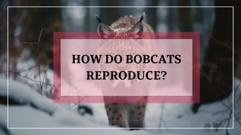 How Do Bobcats Reproduce? featured image